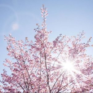blossom