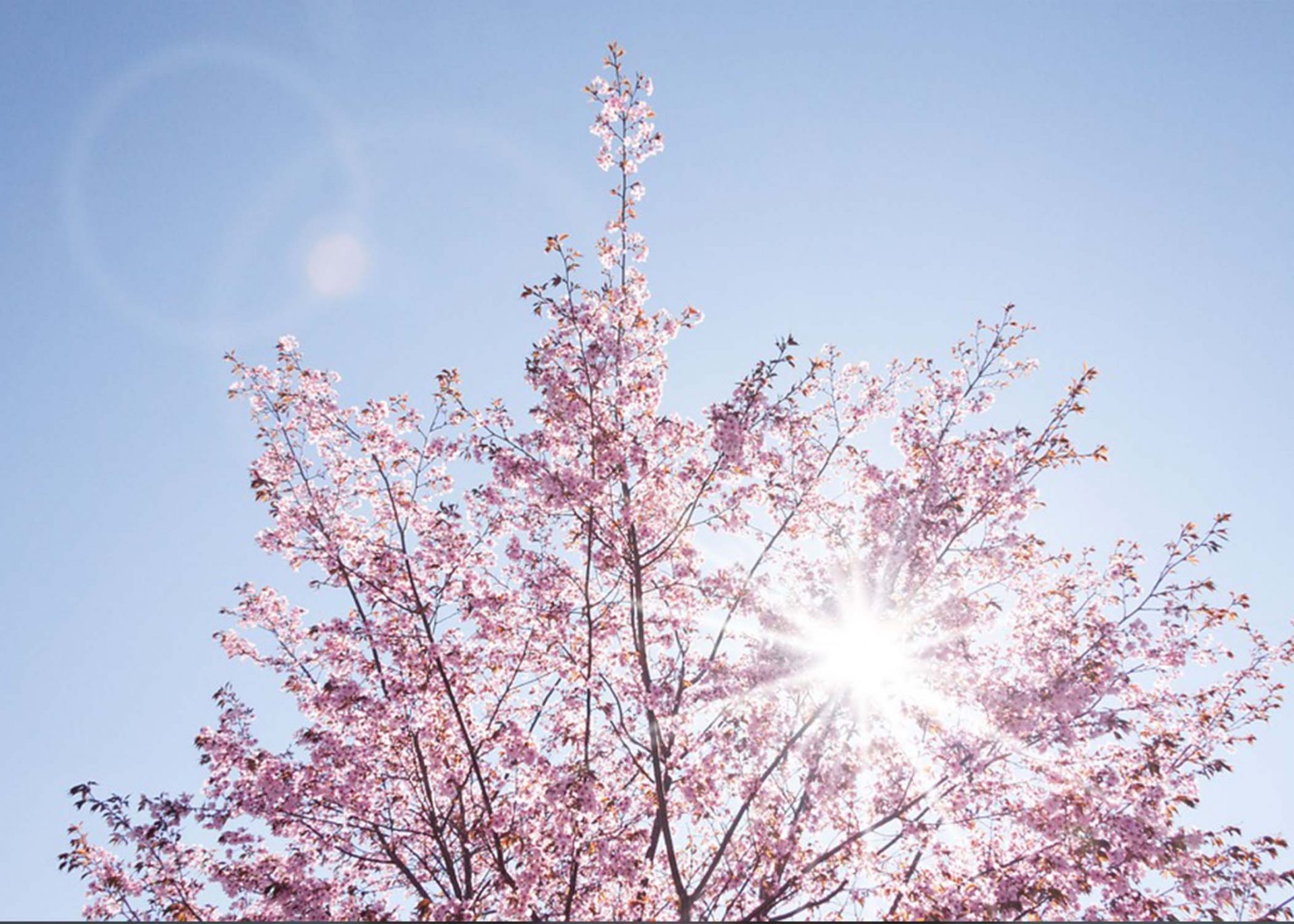 blossom