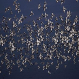butterflies