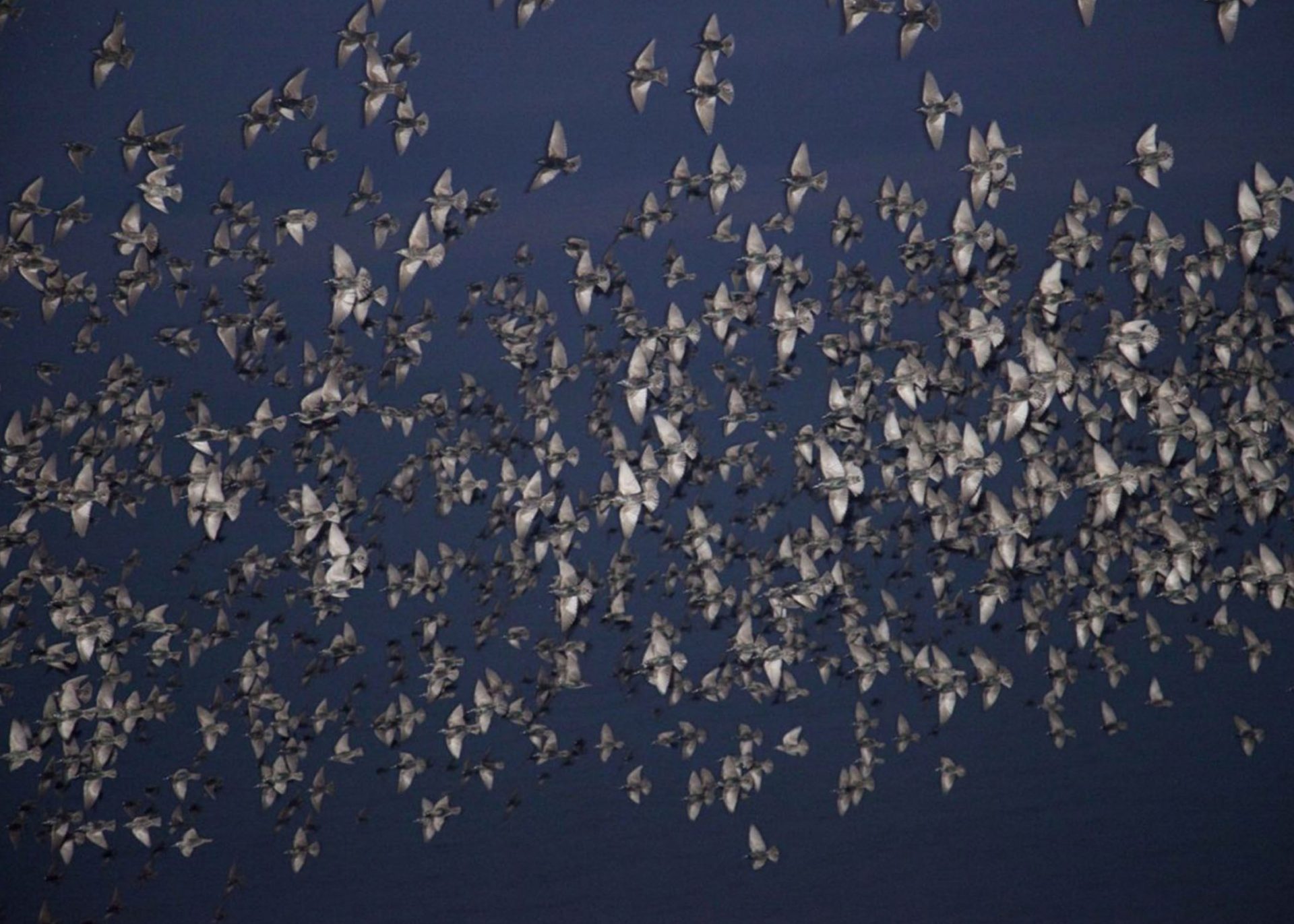 butterflies